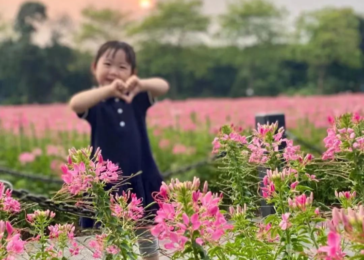 20000㎡醉蝶花海！娱乐城平台湿地赏花游园指南