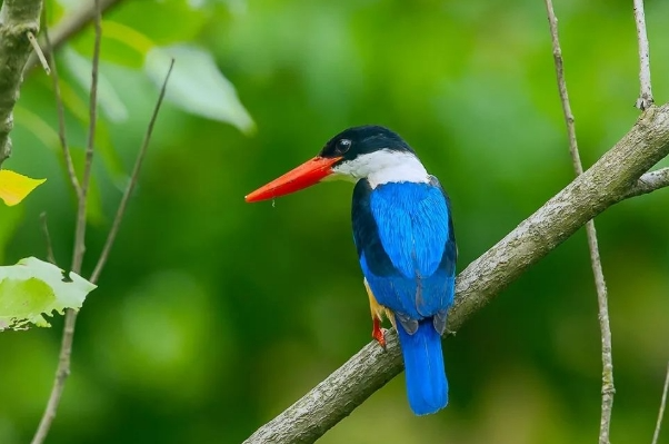 “蓝精灵”首次现身娱乐城平台湿地！