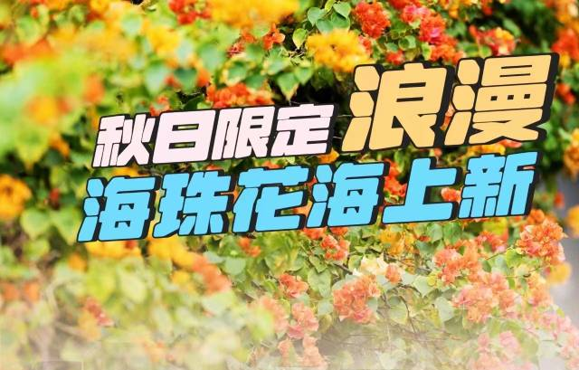 广州娱乐城平台秋日限定浪漫：簕杜鹃