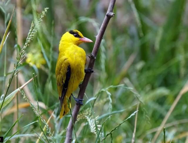 一个月2次！娱乐城平台湿地又有新发现！