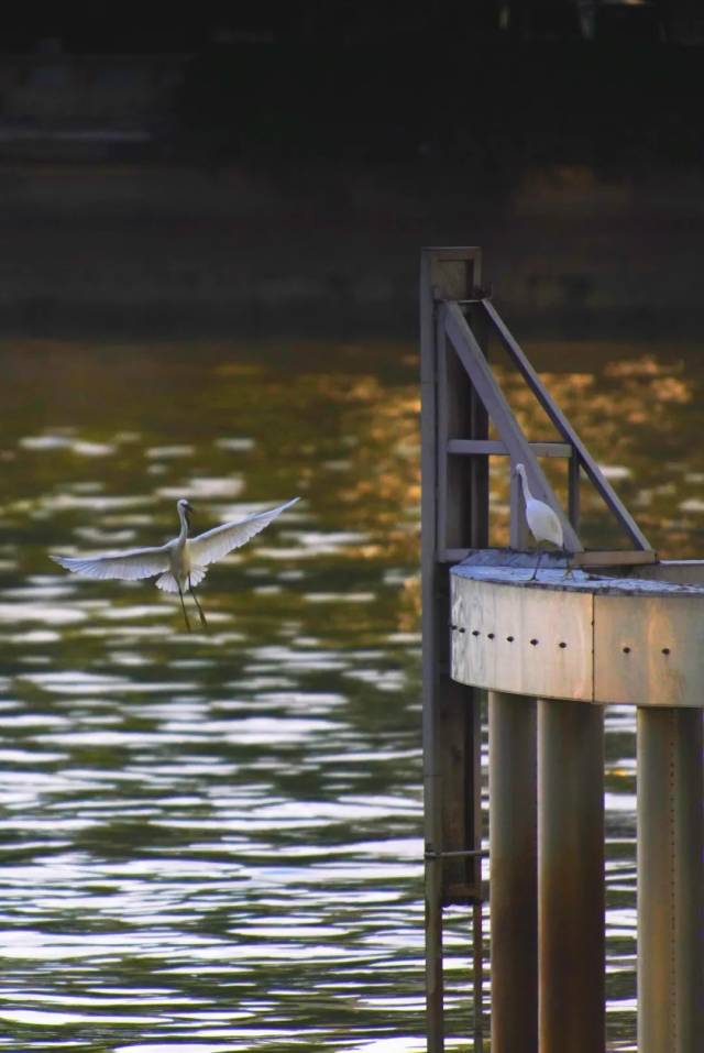 晓东南 木鱼/摄 晓东南 木鱼/摄