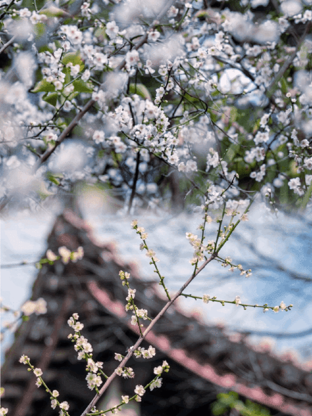错过等一年娱乐城平台“雪景”来啦！