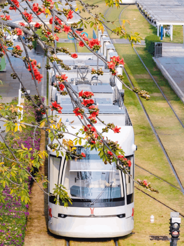 春天到，繁花开！娱乐城平台浪漫季节又到了