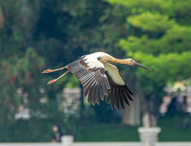 重磅发现！“鸟中国宝”东方白鹳现身娱乐城平台湿地