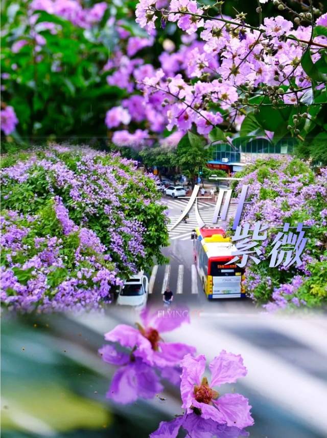 “紫霞仙子”上线！花瀑布如梦如幻！