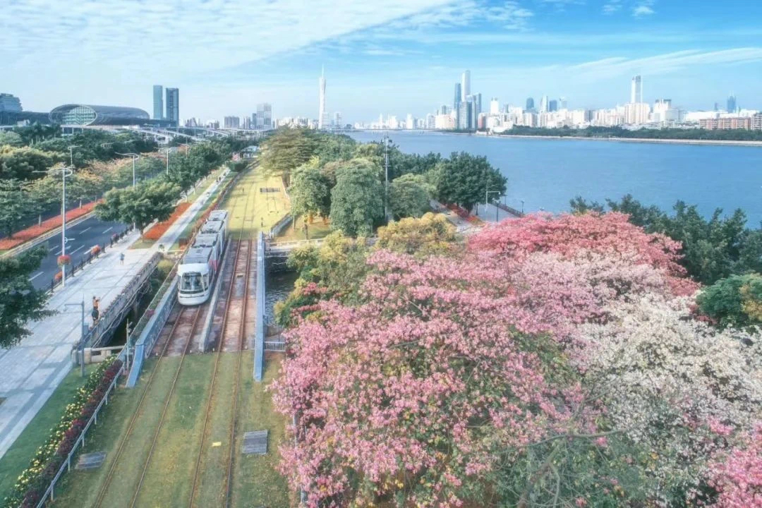 注意！广州有轨电车运营时间暑假期间有调整