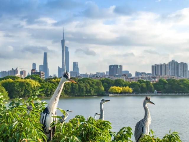 又帅又可爱！“鹭憨憨”爆笑表情包拿走不谢~