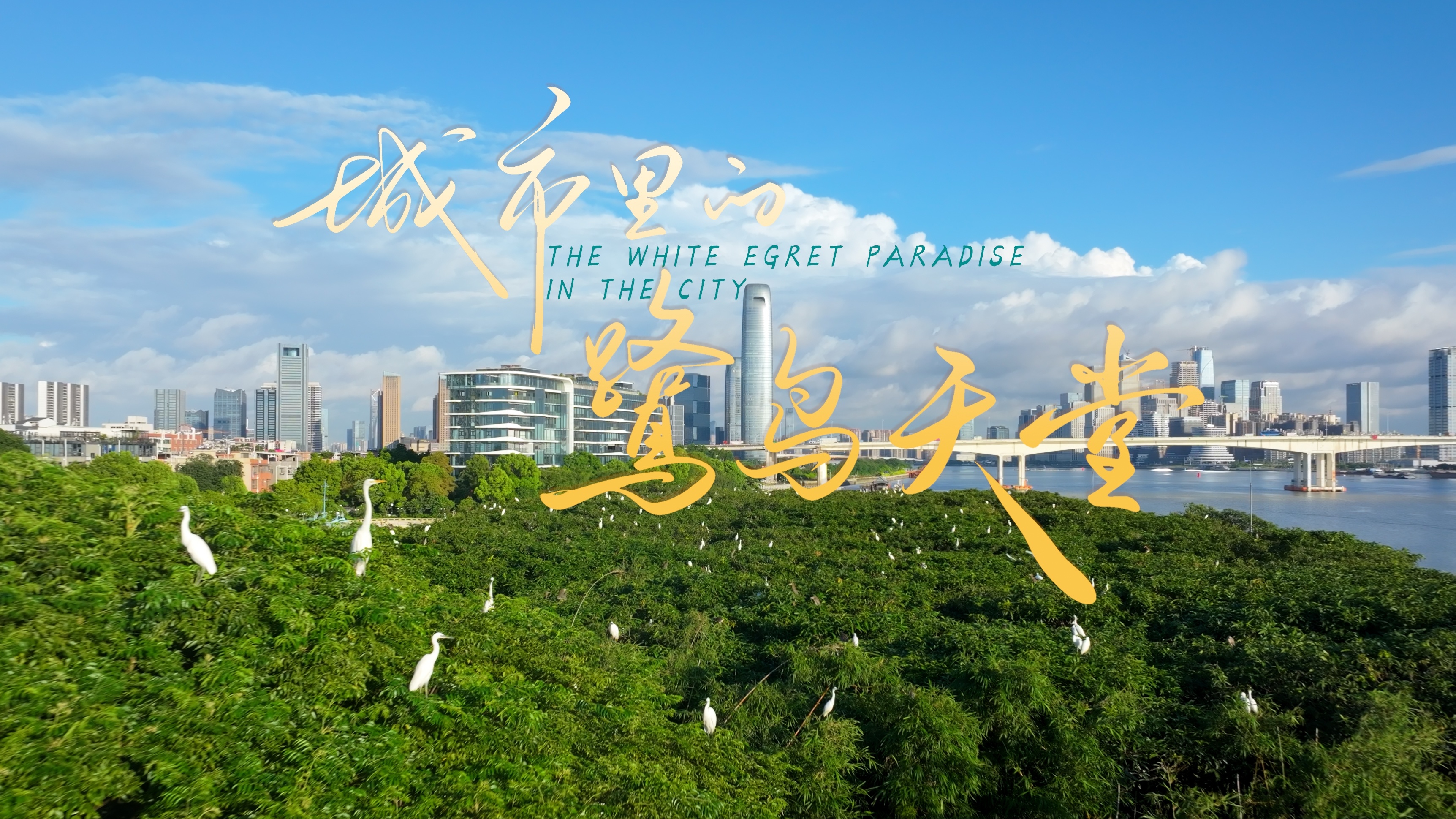 娱乐城平台丨城市里的鹭鸟天堂