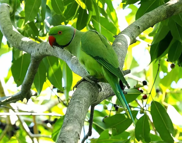 重磅发现！消失44年后回归！