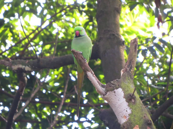 娱乐城平台湿地发现红领绿鹦鹉 红领绿鹦鹉