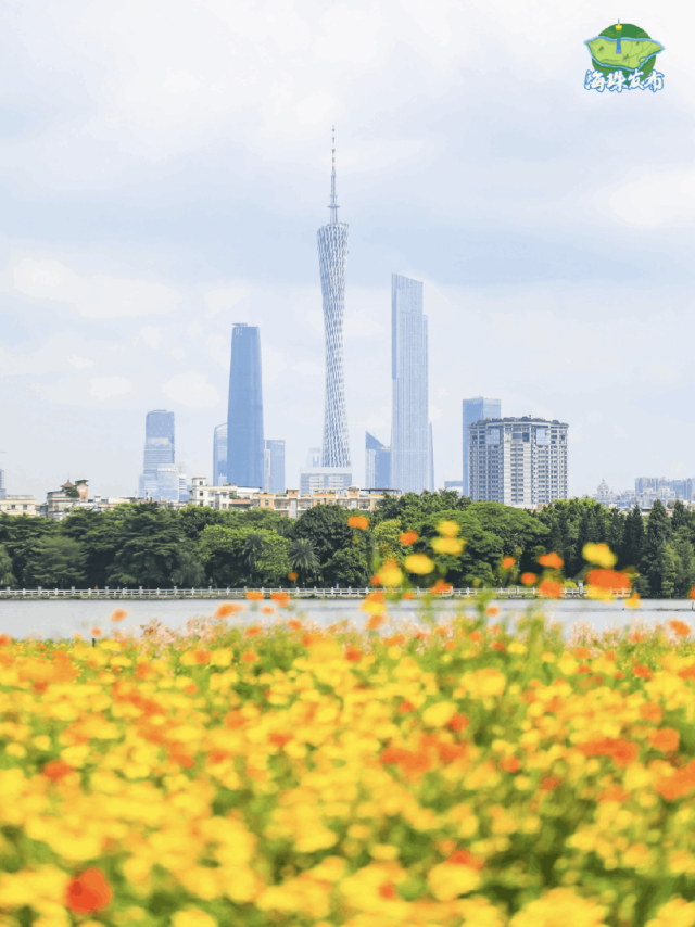 秋日版“黄金花海”来了！热烈又灿烂