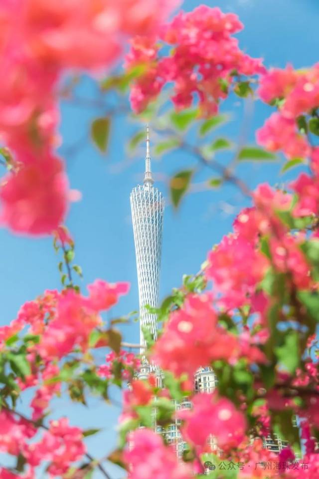 秋天的“花腰带”来了！不要错过广州的簕杜鹃