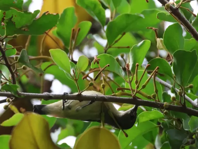 第201位！广州初中生发现湿地新鸟种！