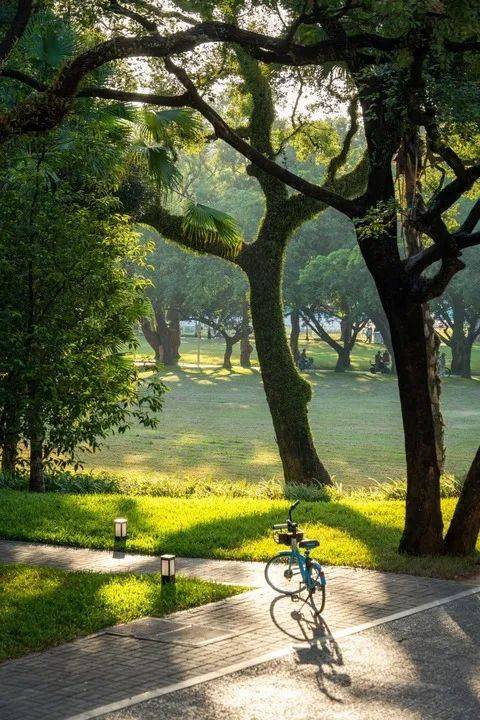 中山大学的树 中山大学的树