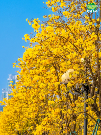 “黄金大道”！不愧是顶流！这样拍更出众