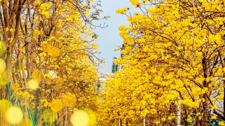 “黄金大道”！不愧是顶流！这样拍更出众