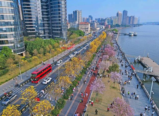 黄花风铃木花开，100%出片王！娱乐城平台这条大道太美了