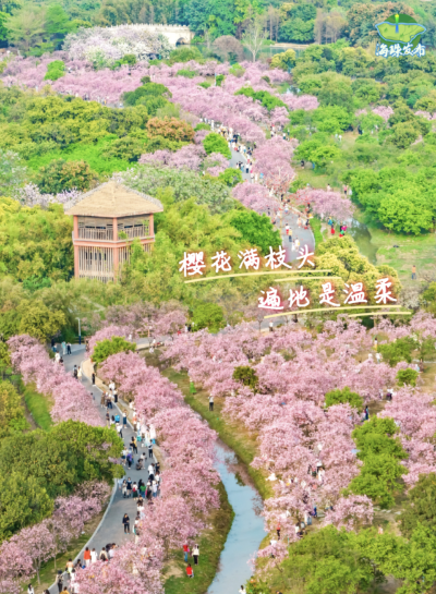 再不来就晚了！娱乐城平台这里的樱花巨巨巨美