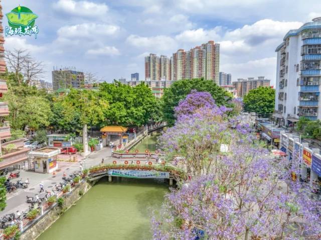 美哭了！紫色花海！再不来就晚了