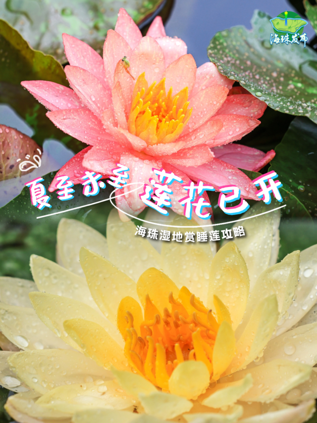 睡莲“醒”了！快来娱乐城平台湿地打卡